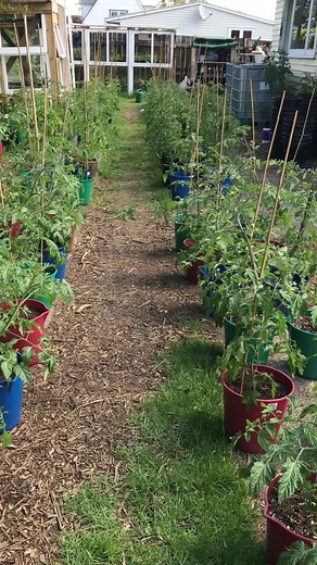 How to Properly Prune Cherry Tomato Plants for a Bountiful Harvest
