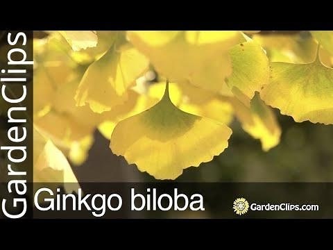 Ginkgo Biloba Tree - Maidenhair Tree - Grow Ginkgo tree in your garden - What Gingko Tree likes