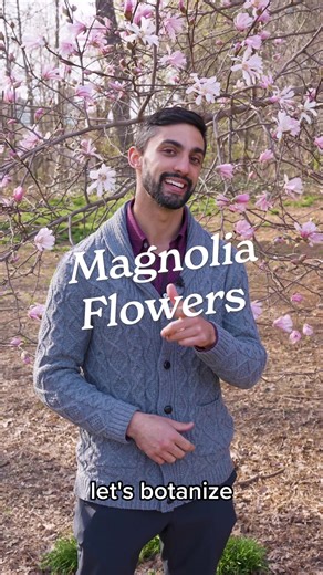 Exploring the Beauty of Magnolias: The World's First Flowers