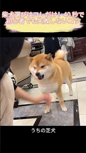 柴犬選びはコレだけ！40 秒で初心者でも失敗しないコツ# 柴犬 #柴犬選び方 #子犬選び #初心者飼い犬 #日本犬 #飼い方コツ #可愛い柴犬