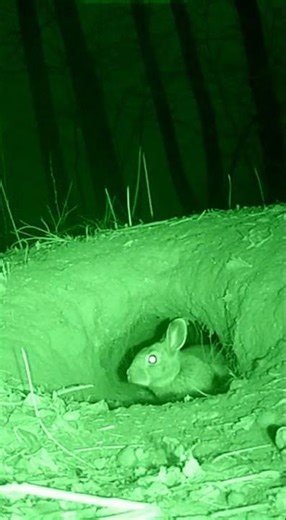 Night Vision Fox vs Rabbit: Failed Burrow Attack Captured Live!