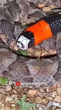 Coral snake vs. pit viper #snake #mamba #nature #jungle #poison