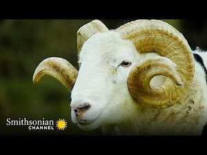 Roger the Ram is Ready for his First Mating Season 🐏 Wild Tales from the Farm | Smithsonian Channel