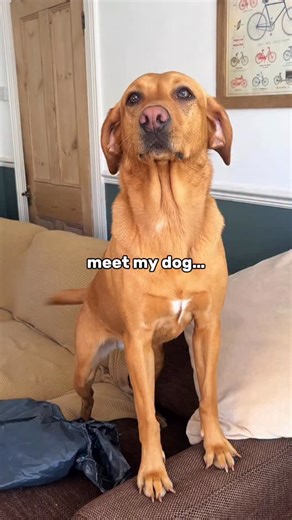 190K views · 16K reactions | did her ears make you smile?! 凉勺✨ (extra...