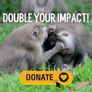 There are just two days left of 2024 and we are just over halfway to our goal for our year-end fundraiser! Donate today to have your gift MATCHED and double your impact for wildlife in 2025! https://web.charityengine.net/2024doubleimpact | Born Free USA | Facebook