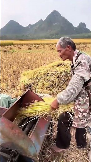 Threshing process of rice grains with a pedal thresher