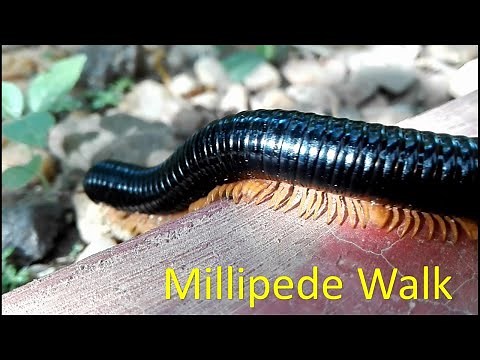 How millipedes move