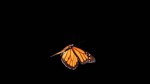 clip-3995237035-orange-monarch-butterfly-flying-animation-vfx--