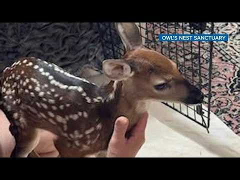 Update on baby deer saved by Pasco Fire Rescue