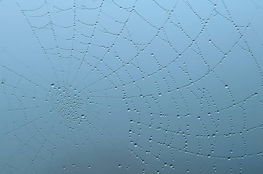 Spider Silk is the Strongest Natural Fiber — It's Even Stronger Than Steel!