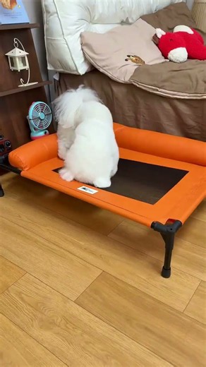 Best Cooling Dog Bed for Summer Heat #dogbed #petcare #pawlycozy