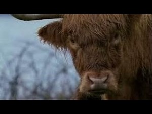 Highland Cow With Bagpipes Music On History Visit To Glencoe Highlands Of Scotland