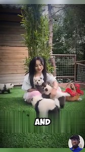 Meet the Panda Dog: The Smartest, Most Loyal Pet Ever! | Petsux