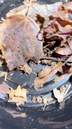 Variegated Plant Shop | What type of springtails are these? 🪲🌿 Collected from my garden—how should I care for them? #Springtails #Collembola #BugID #MicroFauna... | Instagram