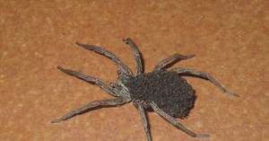 Faut-il craindre l'araignée-loup et les œufs qu'elle transporte sur son corps ?