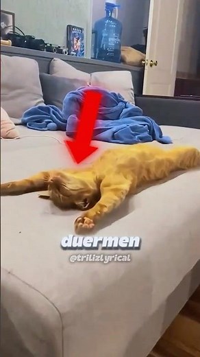 ¿Por qué los gatos duermen tanto? 😲