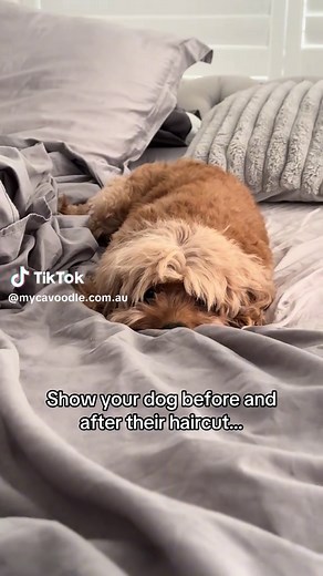 Cavoodle Transformation: Stunning Before and After Grooming