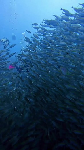 Have you ever had the exhilarating experience of diving through a massive school of fish? 😲 Share your most memorable encounter! 🐠 🎥: IG 'iriseve.underwater' #fish #marinelife #scuba #diving #kohtao #seekadventure | PADI