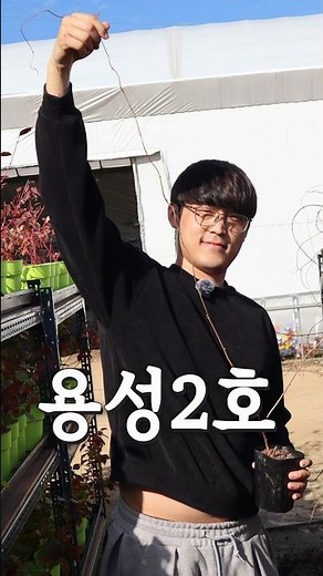 A급 묘목, 심으면 바로 느껴집니다. 다래나무 묘목 용성2호