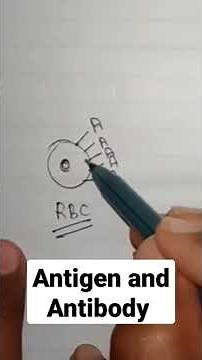 Antigen and antibody | Antigen on RBC |