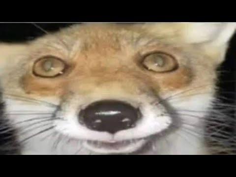 Vídeo editado finalmente depois de anos super Lucky tale #7