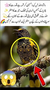 "A Bird with a Human Face — Nature’s Mysterious Creation