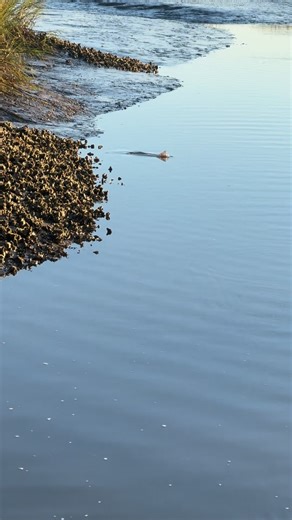Capt. Matt Omlor on Instagram: "Here are a couple of fish for y’all to stare at this morning 😂 we have been having a killer winter bite so far this year. If you’re looking to get out give us a call. #gofisholdcity #oldcityflyshop"