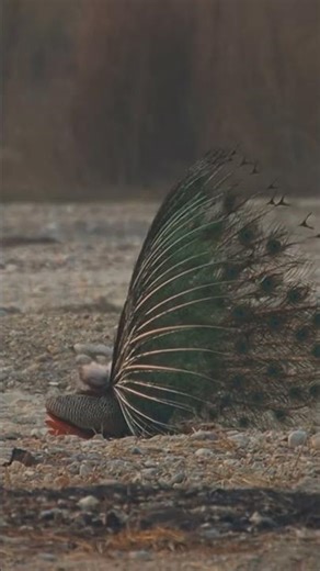 Why Does a Peacock Look So Different From the Back?