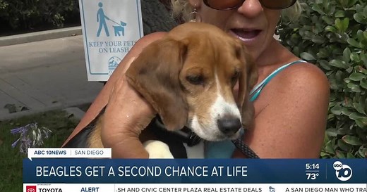 How to adopt the beagles rescued from a lab-testing facility