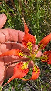 A Fire-dependent Lily in South Central Florida... Lilium catesbaei | Crime Pays But Botany Doesn't