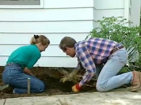 Tree, shrubs and beds to landscaping