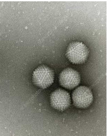 Día 13: Adenovirus 38 y sus efectos