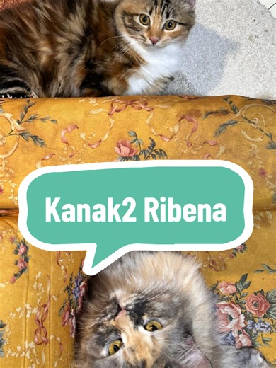 Penghibur hati 😺 #fyp #catviral #random #cat #kucing