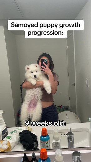 Samoyed puppy 8 weeks -> 9 weeks! The way my jaw DROPPED when I saw these side by side this morning 😳 #samoyedpuppy #samoyedsoftiktok #petsoftiktok