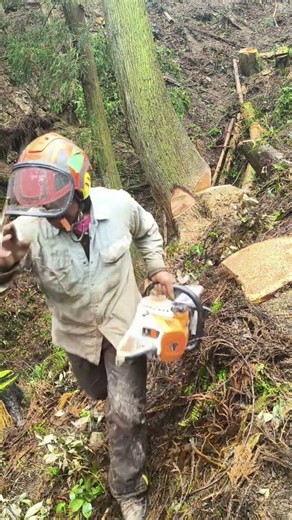 🪓Felling a cedar dangerous spot pulling with a wire #fellingatree