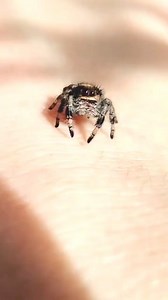 12K views · 772 reactions | Bea's Bugs #cutespider #jumpingspider #petspider | Spider Facts | Facebook