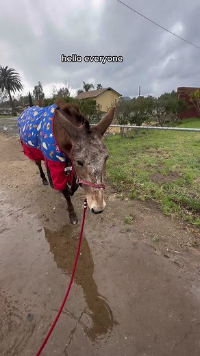 Stud Horse Available for Breeding | Funny Equestrian April Fools Video