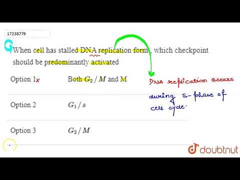 When cell has stalled DNA replication form , which checkpoint should be predominantly activated