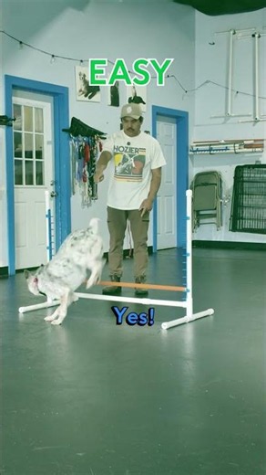 I Tested My Dog's Hips and Joints. The Supplements Are Working