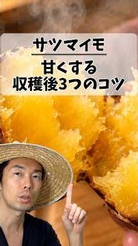 サツマイモが甘くない原因は掘ってすぐ食べていたからでした｜収穫後3つのコツ #家庭菜園 #初心者 #さつまいも栽培