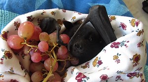 There comes a day for all juvenile bats in care to discover the joys of juicy grapes and today is Jason's turn. I've never yet met a bat who didn't love grapes and you can clearly see the enjoyment on Jason's face as he tucks in. Plucking grapes is an important skill for a life in the wild as some fruits require plucking and holding in the mouth before flying off to a tree to eat the prize in peace and without competition. Now around 12 weeks of age and living in the flight aviary. Master Jason 