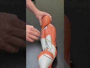 Professor Long 2401 Lab Muscled of the Leg