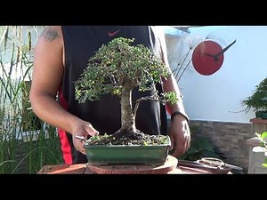 Naturalist Bonsai