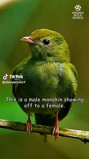 Their dance moves are truly dazzling #animalsworld #wildlife #wildanimals #animals #naturelover