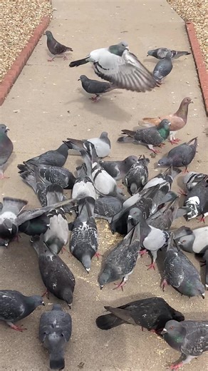 JAIME SANCHEZ MEDINA. (@jaimekopy6)’s videos with som original - GOB.TV