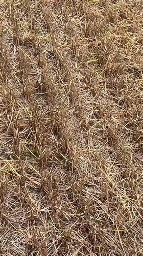 1757 JACOBITE SILVER Unearthed Metal Detecting in Scotland | Scottish Detectorist