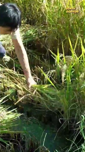 Harvesting rice with a harvest sickle