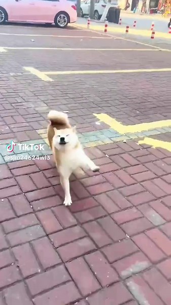 Simple Joys of Happy Dogs: Discover Their Happiness