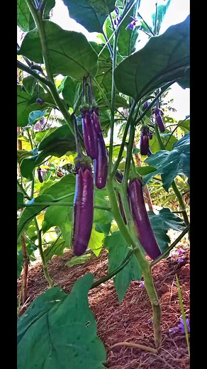 2 years ago. Mao ni pag start sa CLUSTERING PROGRAM 💚 #vegetablefarmer | Pebrero Uno