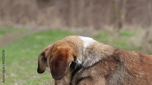 Ixodid tick on the skin of a dog.Health problems for dogs due to fleas and parasites.